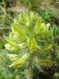 Oxytropis pilosa