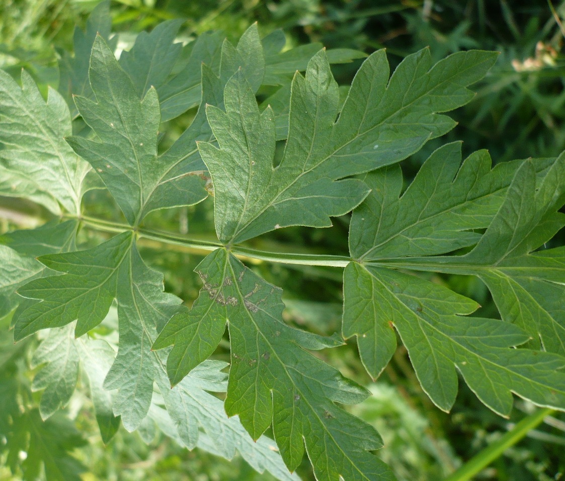 Image of Seseli libanotis specimen.