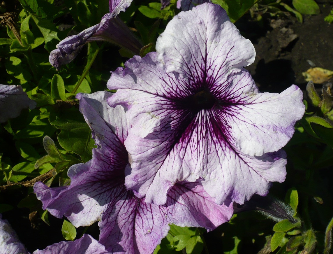 Image of Petunia &times; hybrida specimen.