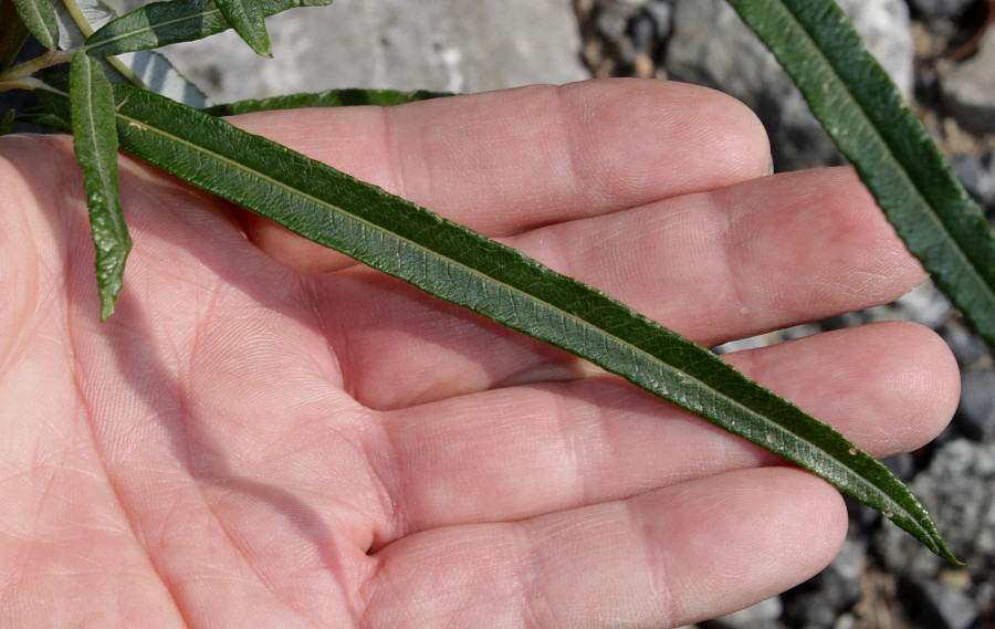 Image of Salix viminalis specimen.