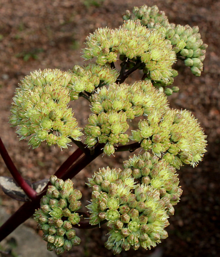 Изображение особи Hylotelephium triphyllum.