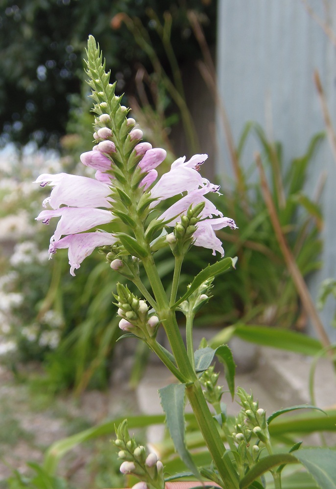 Image of Physostegia virginiana specimen.