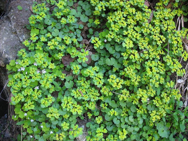 Image of Chrysosplenium alternifolium specimen.