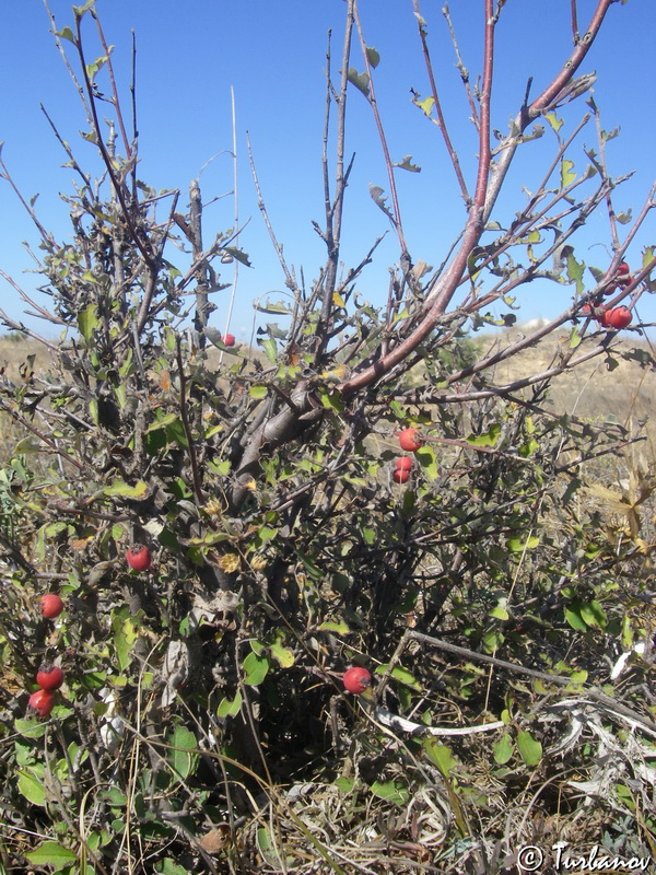 Изображение особи Cotoneaster integerrimus.