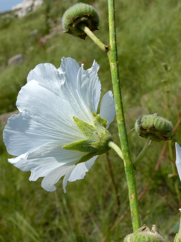 Image of Alcea nudiflora specimen.