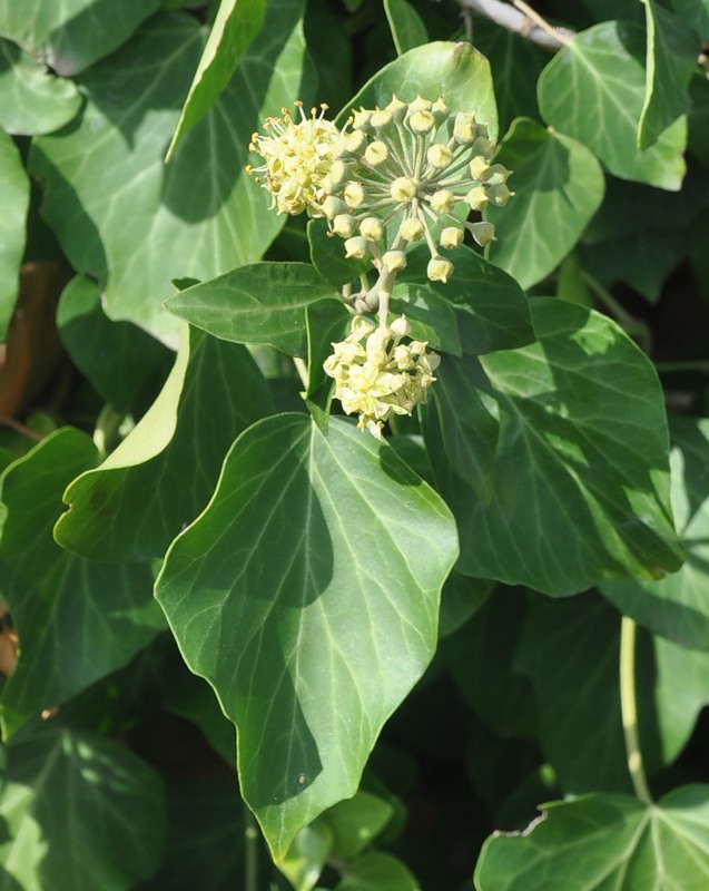 Image of Hedera helix specimen.