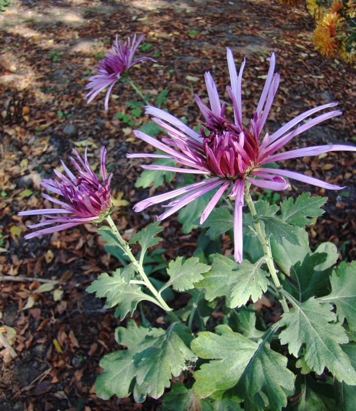 Изображение особи род Chrysanthemum.