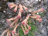 Sedum tenellum