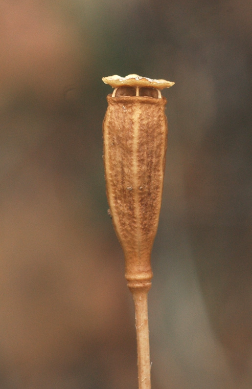 Image of Papaver litwinowii specimen.