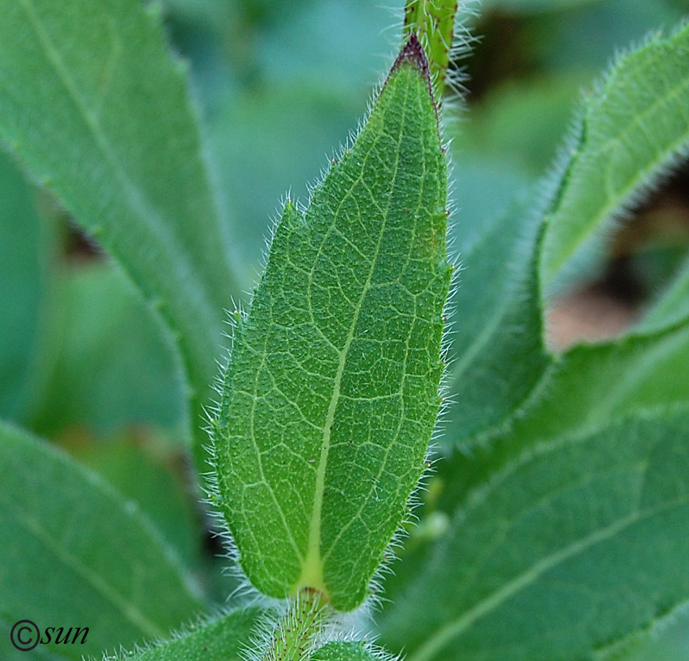 Image of Rudbeckia hirta specimen.