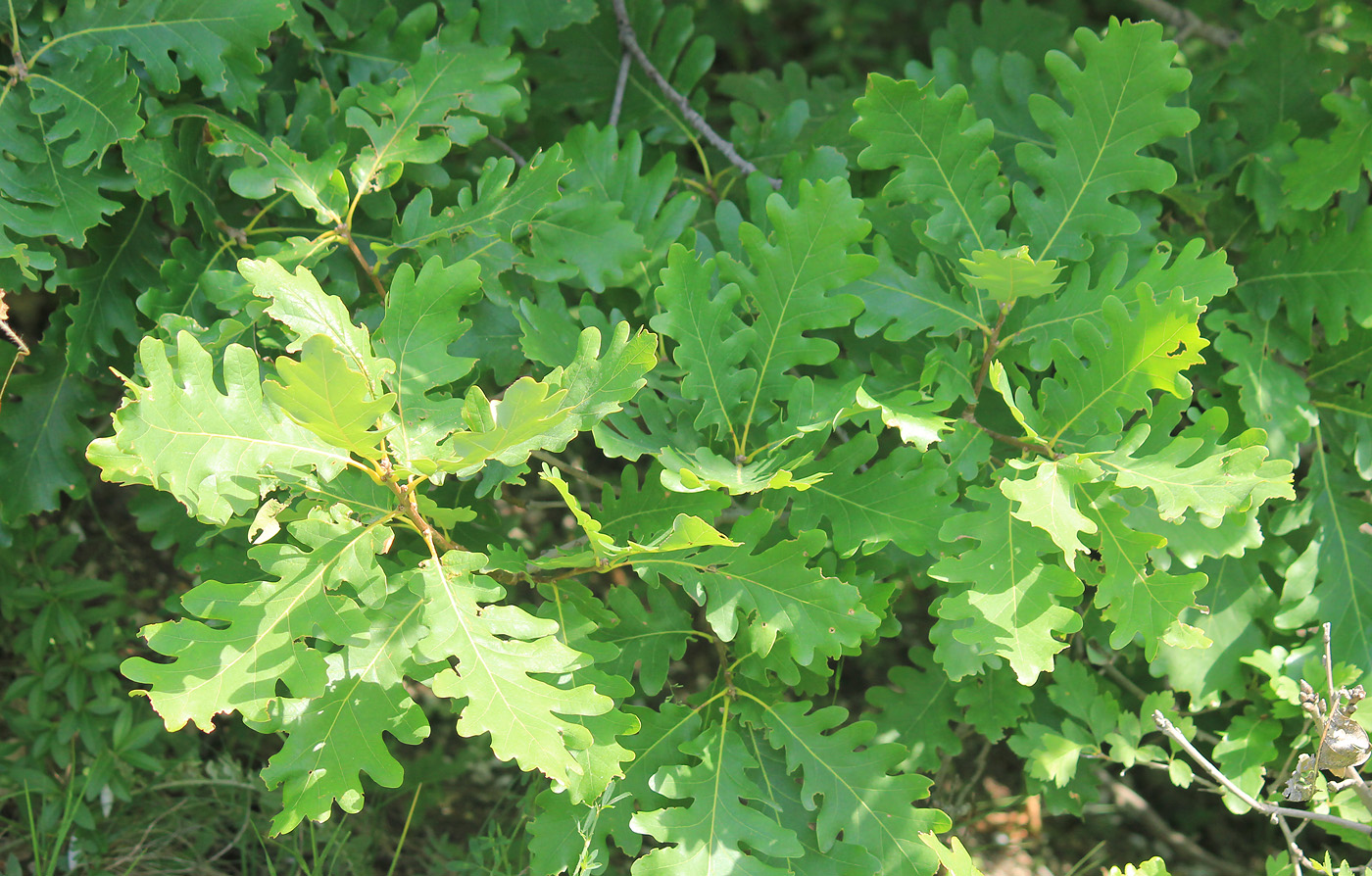 Image of Quercus petraea specimen.