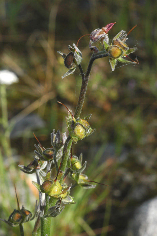 Image of Lindelofia stylosa specimen.