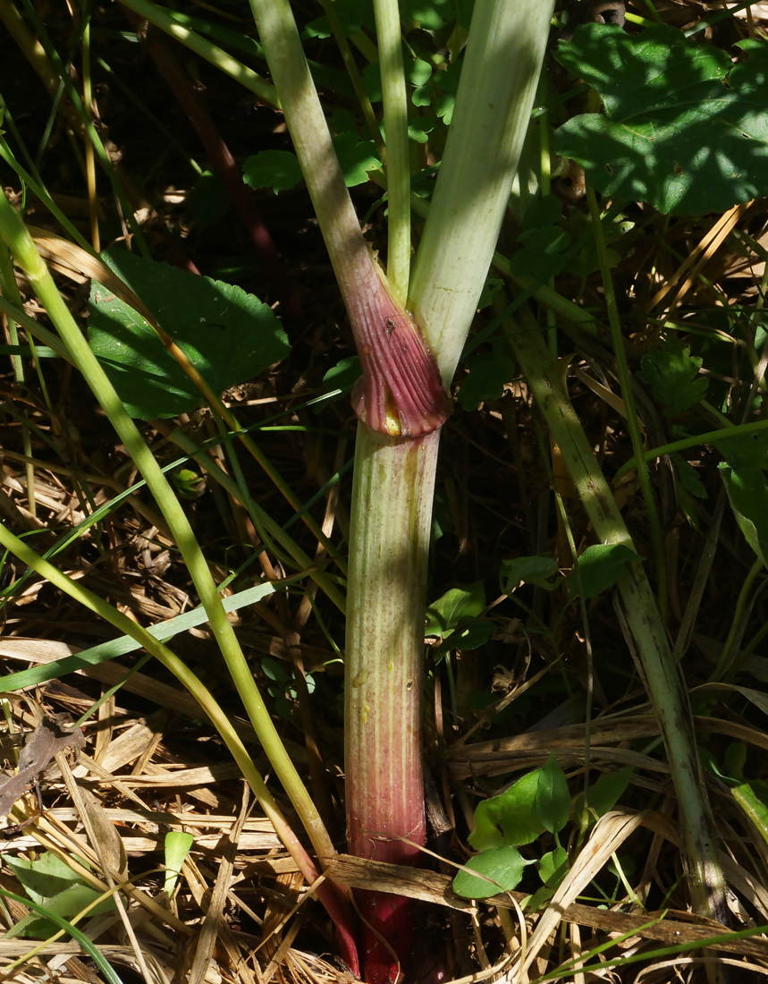 Image of Conioselinum tataricum specimen.