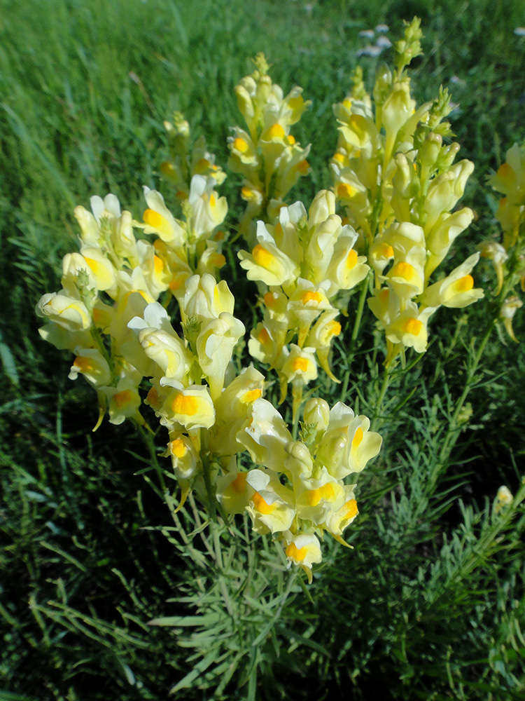 Image of Linaria vulgaris specimen.