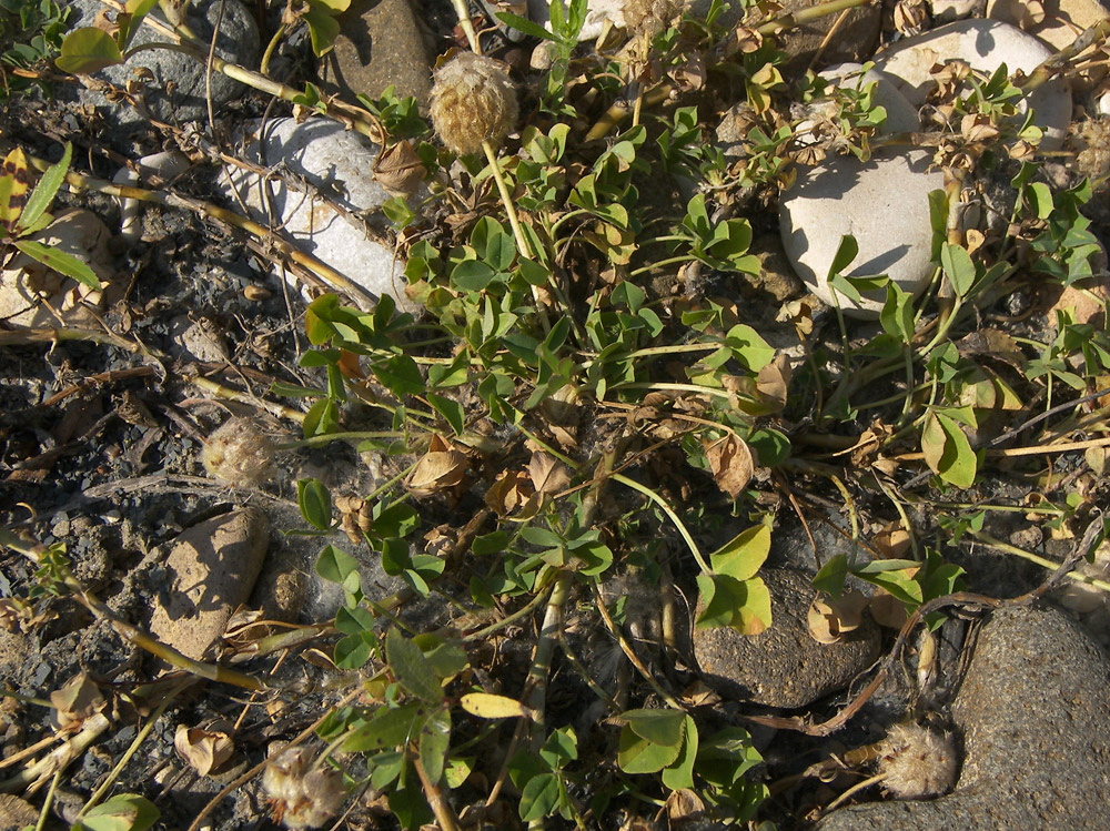 Image of Trifolium fragiferum specimen.