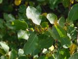 Salix pyrolifolia