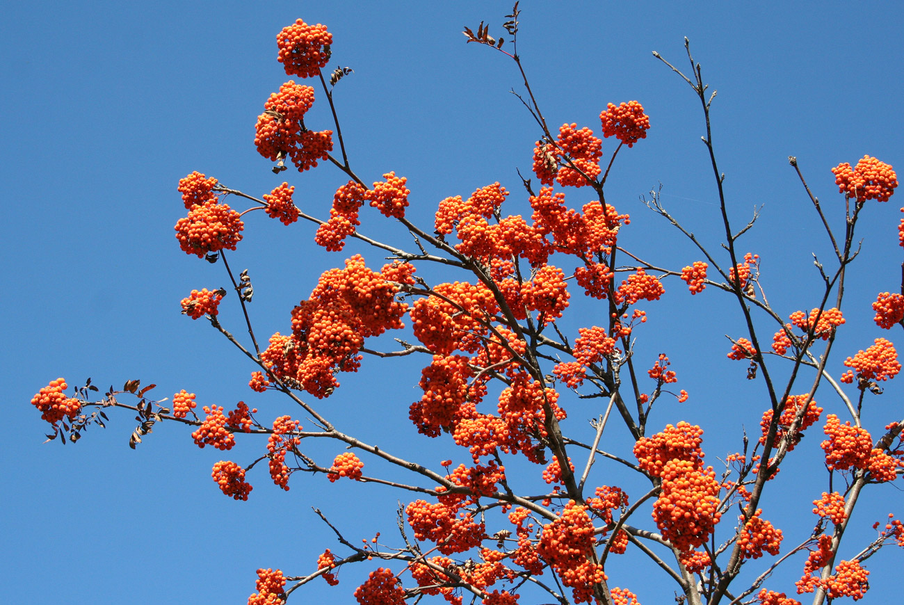 Image of Sorbus sibirica specimen.