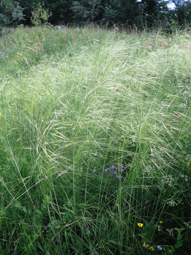 Image of Stipa capillata specimen.