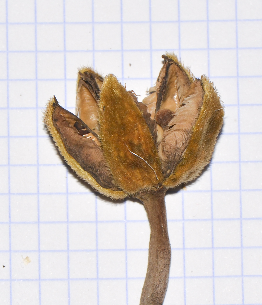 Image of Hibiscus elatus specimen.