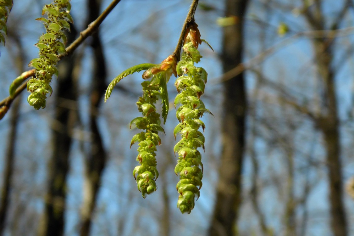 Image of Carpinus betulus specimen.