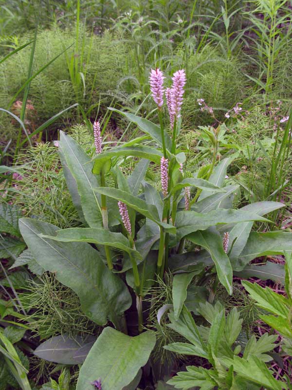 Изображение особи Bistorta officinalis.