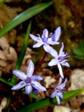 Scilla bifolia