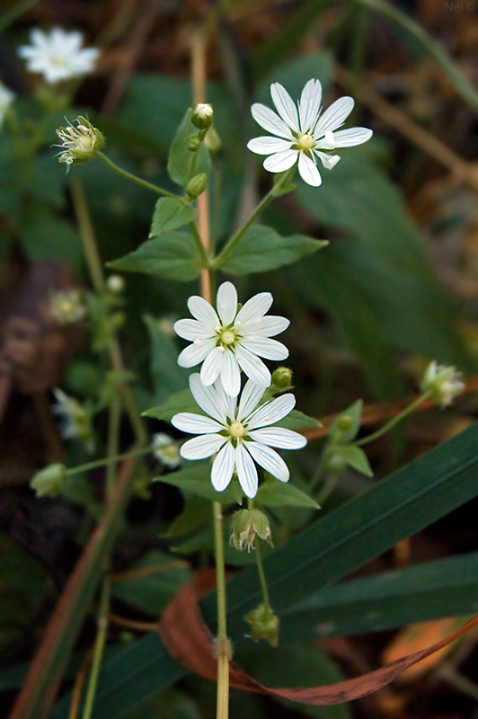 Изображение особи Stellaria bungeana.