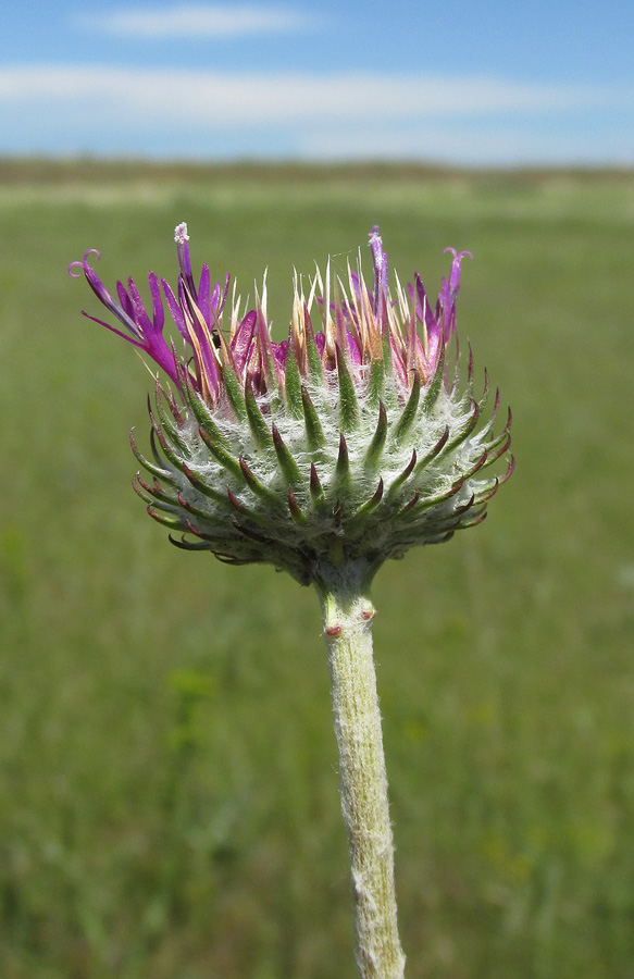 Image of Jurinea roegneri specimen.