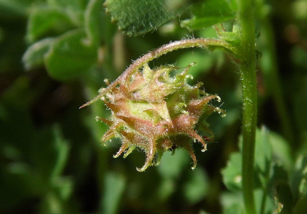 Изображение особи Medicago rigidula.