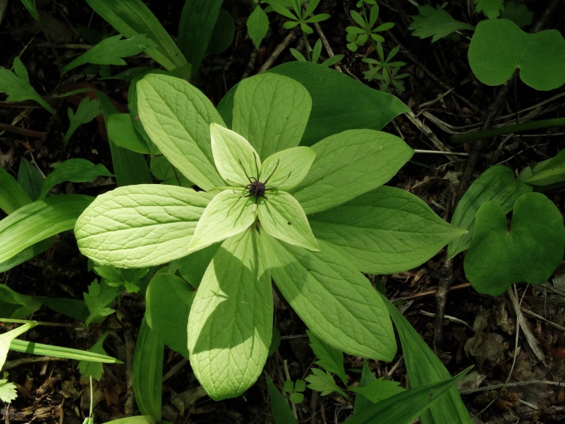 Image of Paris verticillata specimen.