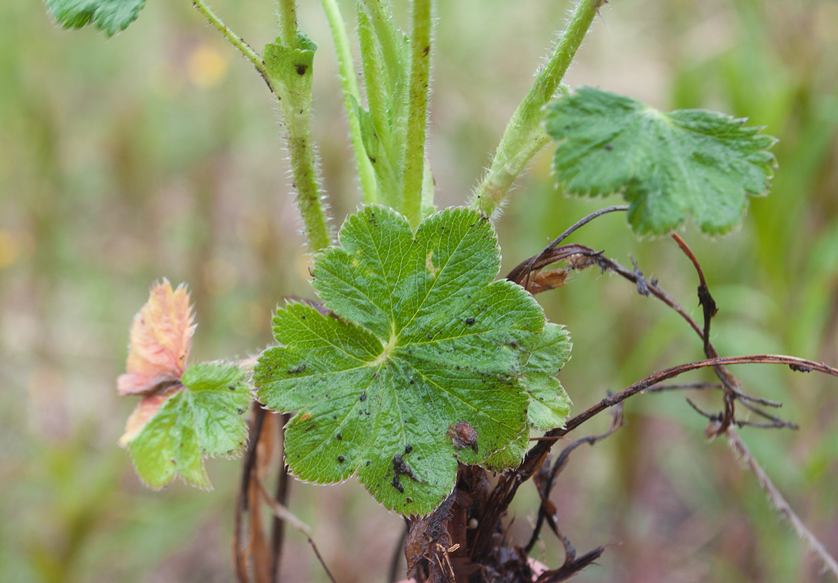 Image of Alchemilla sarmatica specimen.