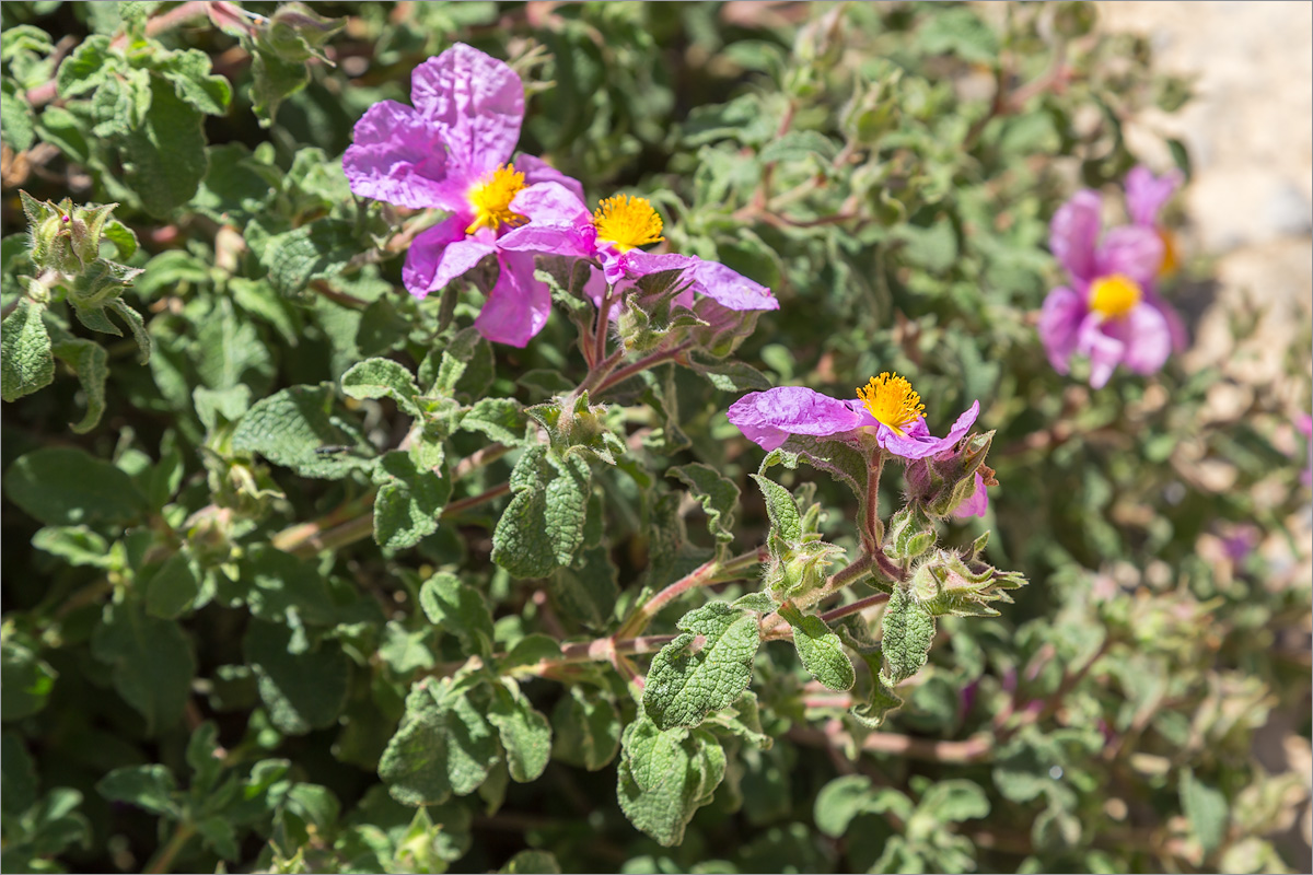 Image of Cistus creticus specimen.