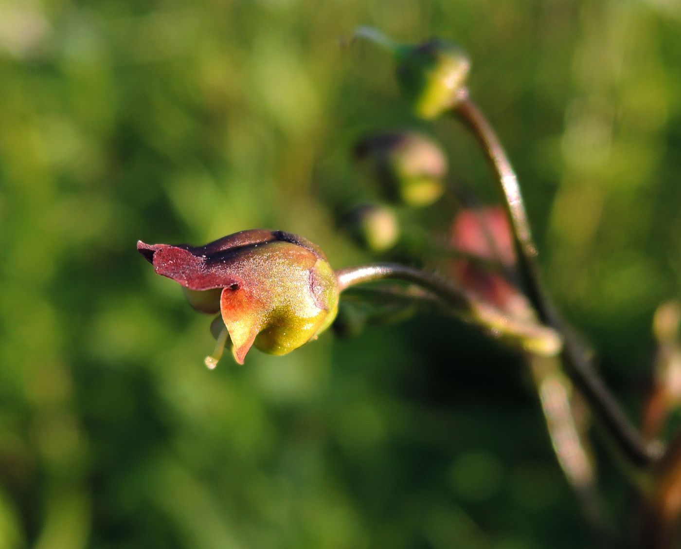 Изображение особи Scrophularia nodosa.