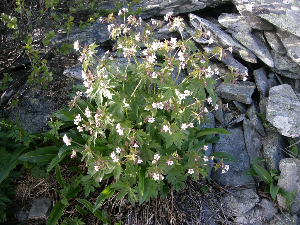 Image of Geranium krylovii specimen.