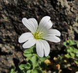 Cerastium polymorphum. Цветок. Кабардино-Балкария, Эльбрусский р-н, долина р. Ирик, ≈ 2600 м н.у.м. 13.07.2016.