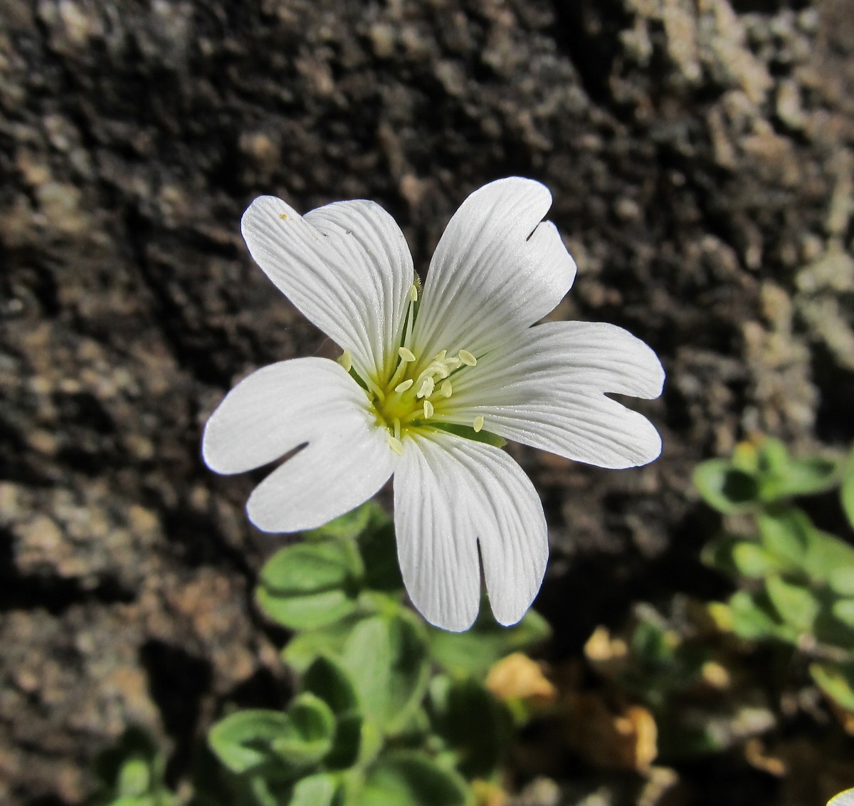 Изображение особи Cerastium polymorphum.