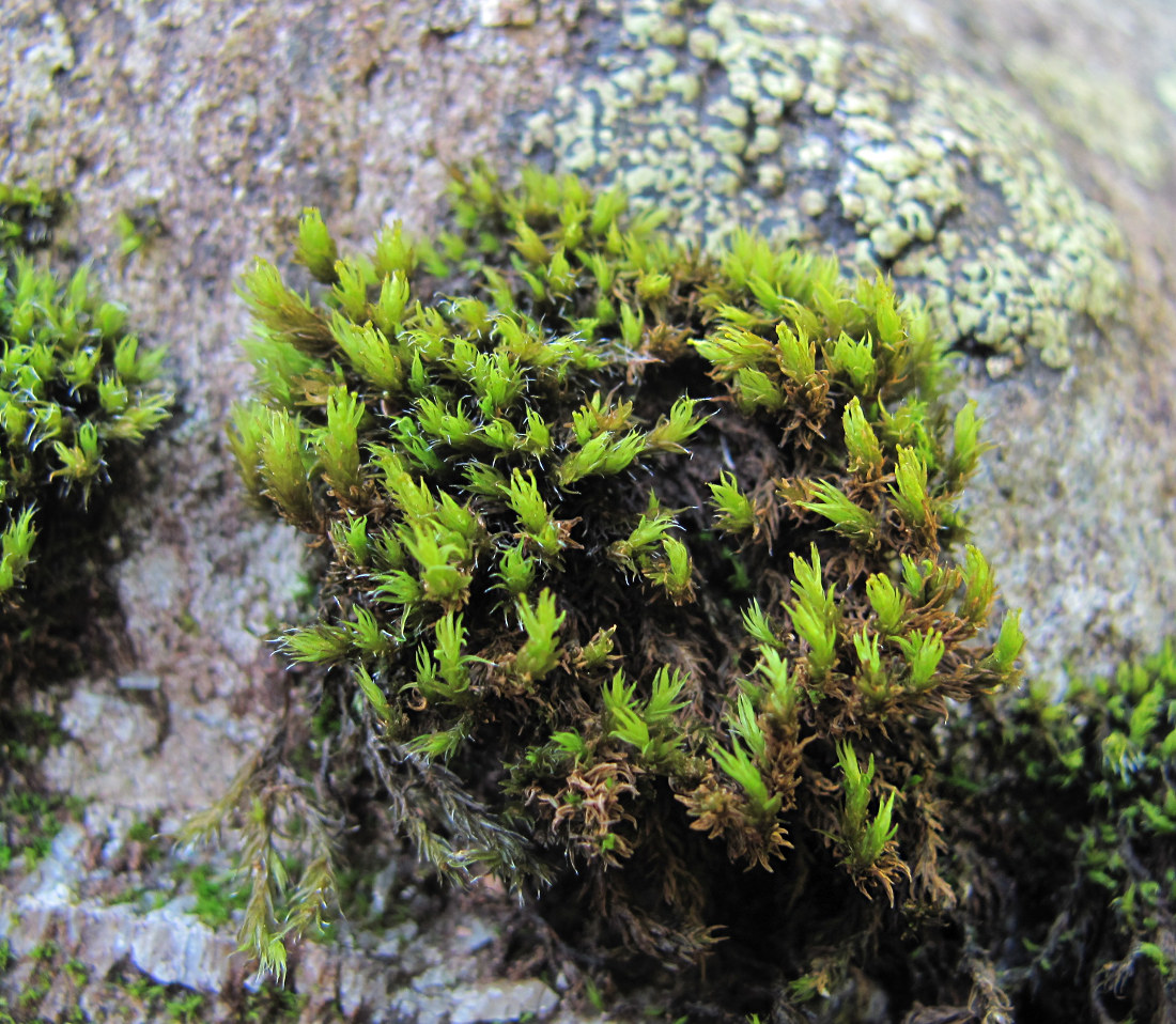 Image of Grimmia anomala specimen.