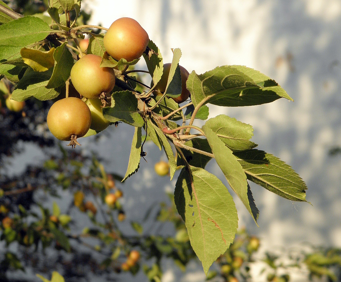 Изображение особи Malus prunifolia.