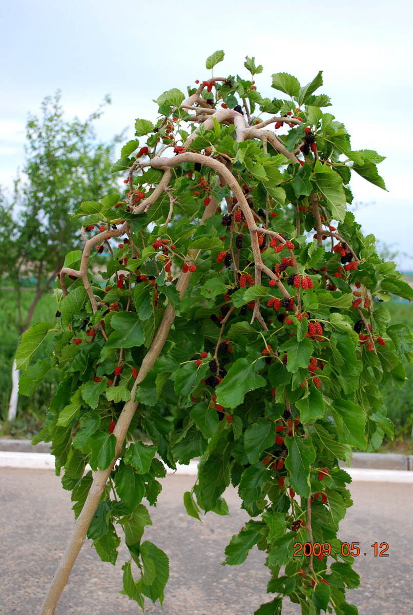 Image of Morus alba specimen.