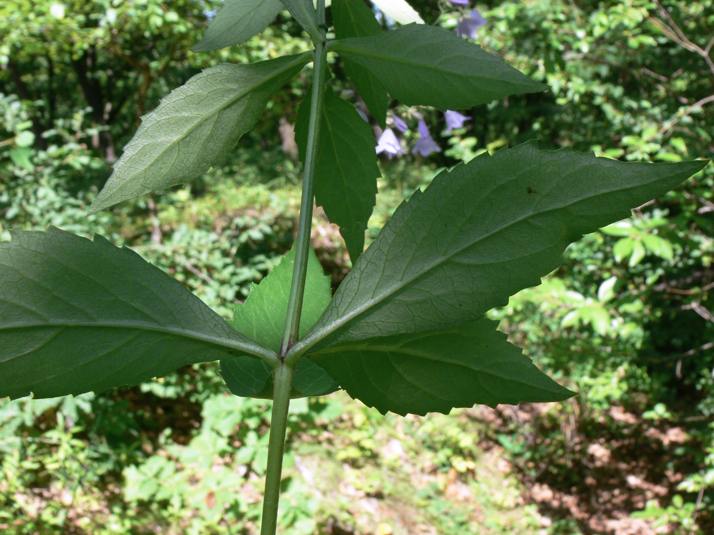 Image of Adenophora divaricata specimen.