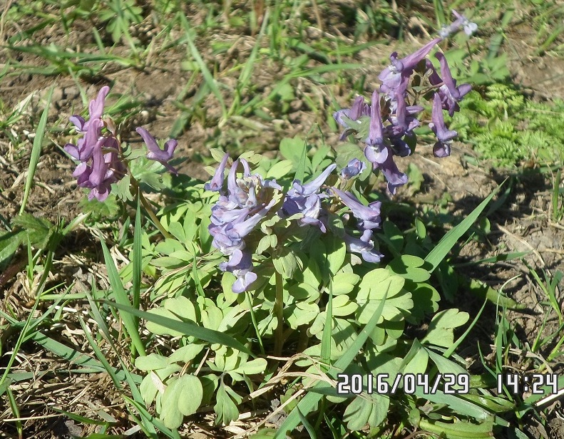 Изображение особи Corydalis solida.