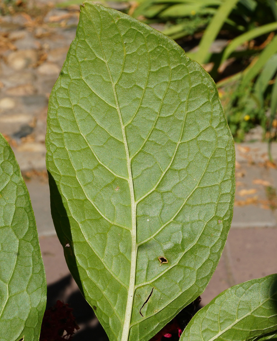 Image of Phytolacca acinosa specimen.