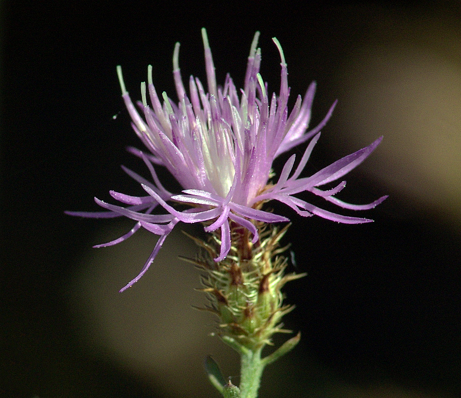 Изображение особи Centaurea diffusa.