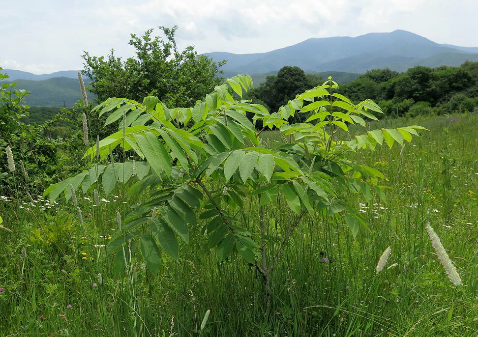 Image of Juglans mandshurica specimen.