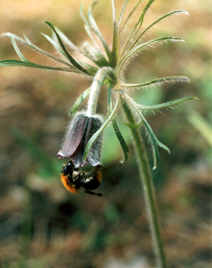 Изображение особи Pulsatilla pratensis.