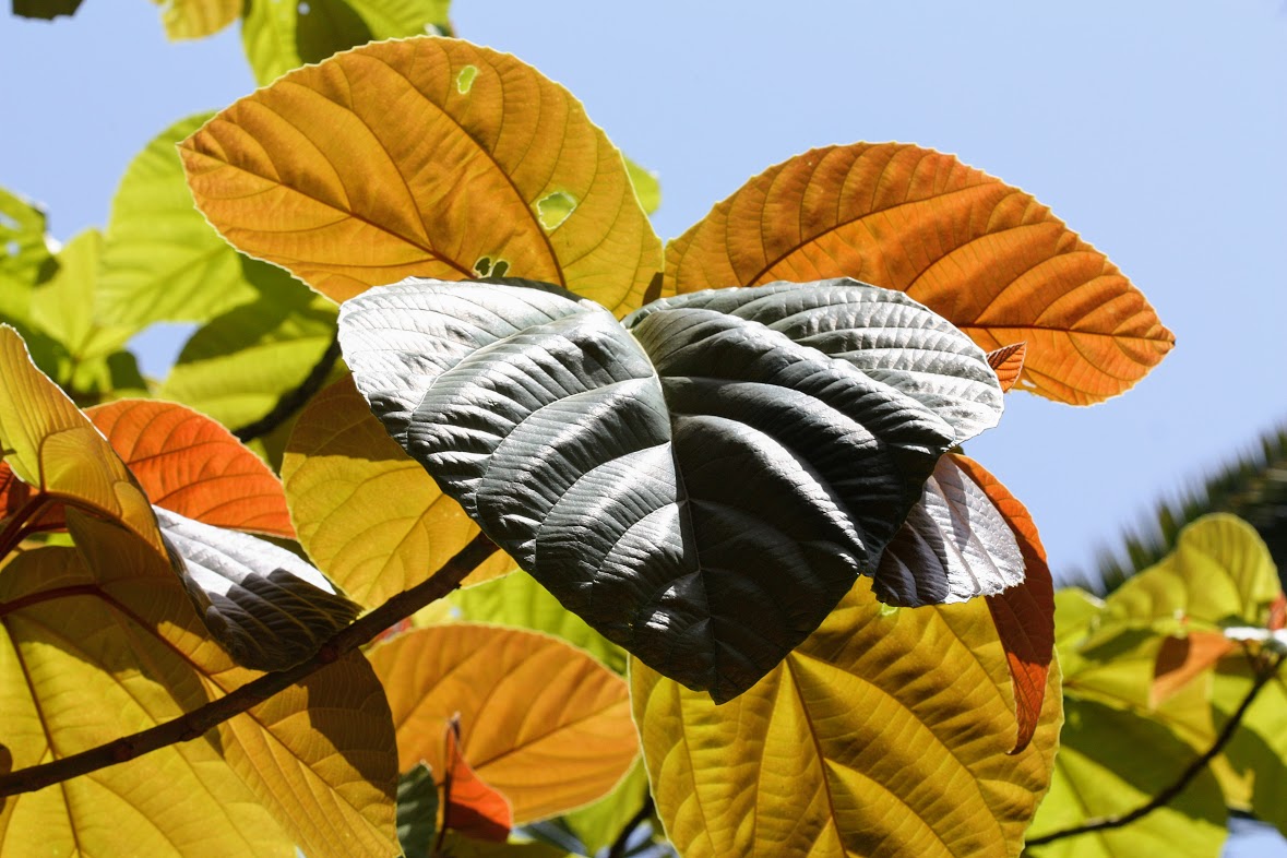 Image of Ficus auriculata specimen.