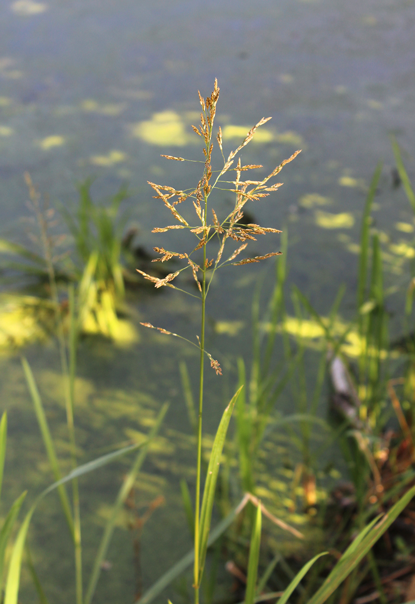 Image of Glyceria maxima specimen.