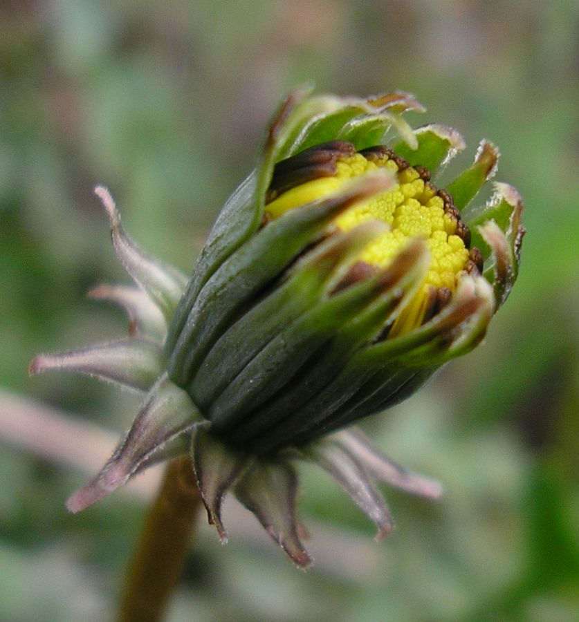 Image of genus Taraxacum specimen.