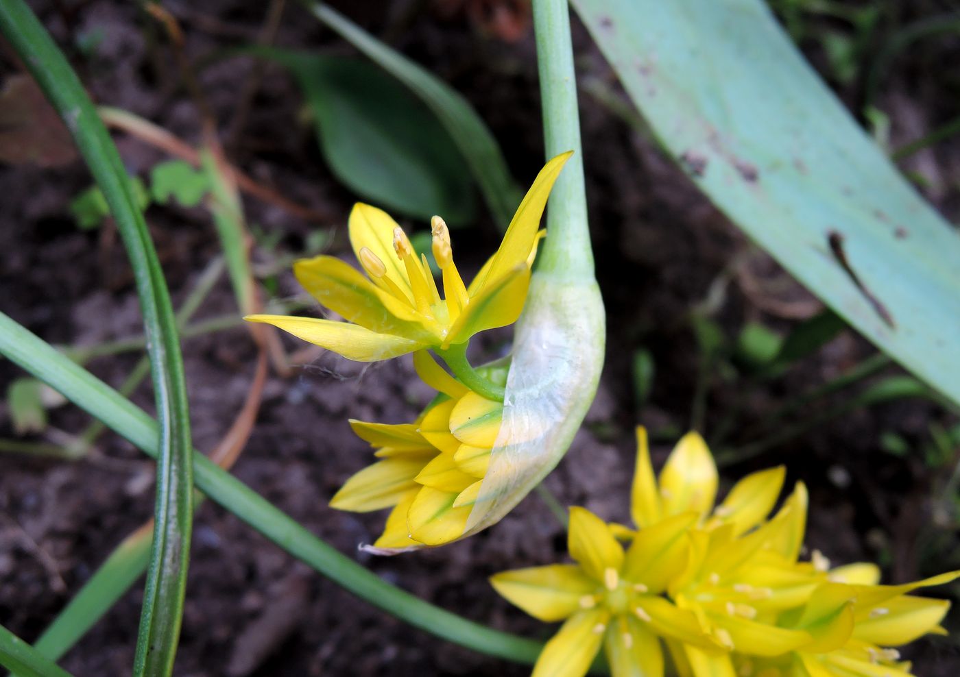 Image of Allium moly specimen.