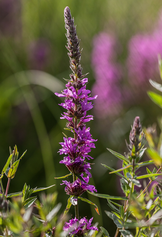 Image of Lythrum salicaria specimen.